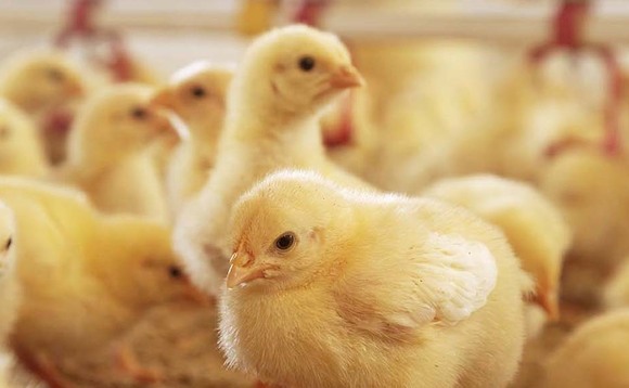 Tackling coccidiosis in poultry
