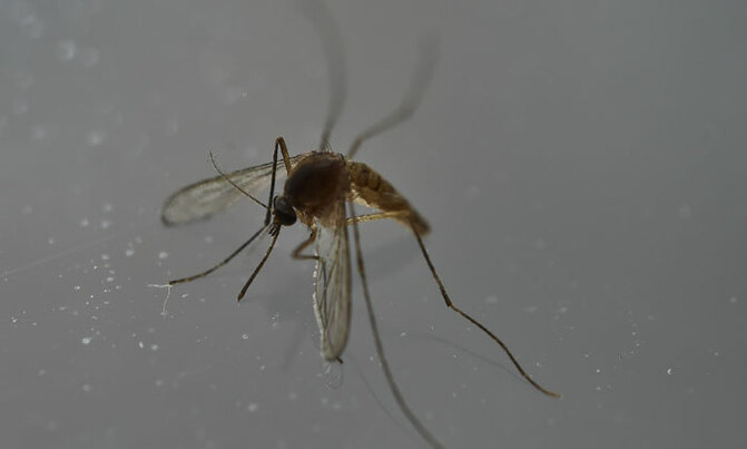 'Mosquitoes can spread Zika to their eggs' 'Mosquitoes can spread Zika to their eggs'