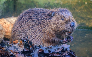 Beavers may soon be reintroduced in North Wales but what does this mean for farmers?
