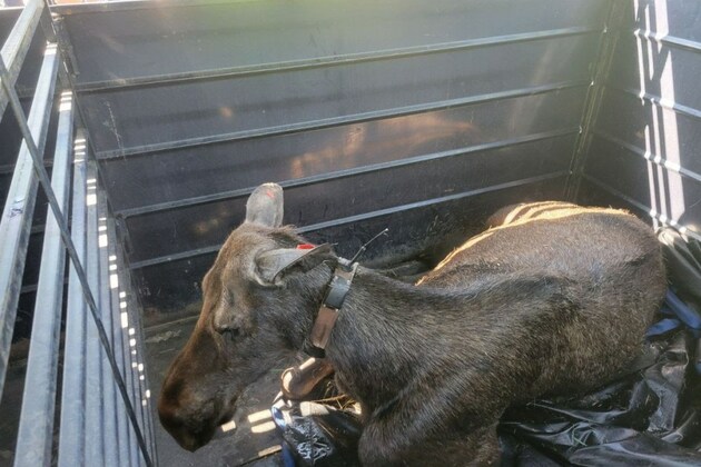 Moose involved in Steamboat Springs attack relocated