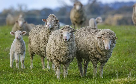 Australian farmers look to expand flocks