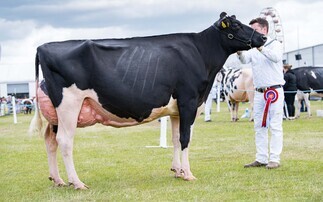 Balmoral Show: Holstein champion leads the dairy classes