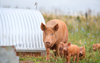 Mixed picture for the UK's native pig breeds