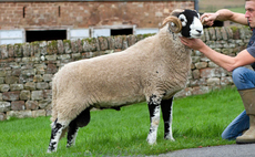 Pure Gold tops Swaledale rams at Hawes at £60,000