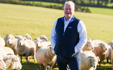 Sheep industry shows resilience in challenging times