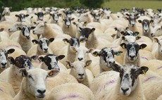 SHEEP SPECIAL: Test and vaccinate for enzootic abortion
