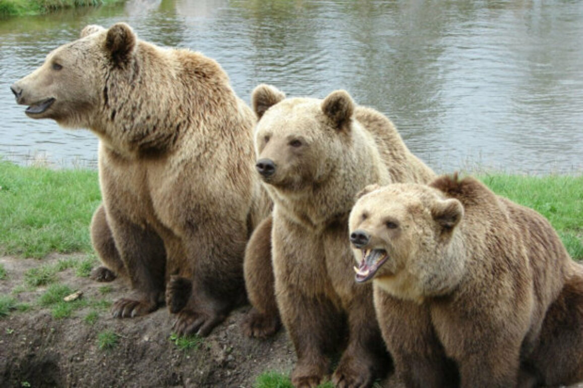 EU-Funded Project to Determine Bulgarias Bear Population