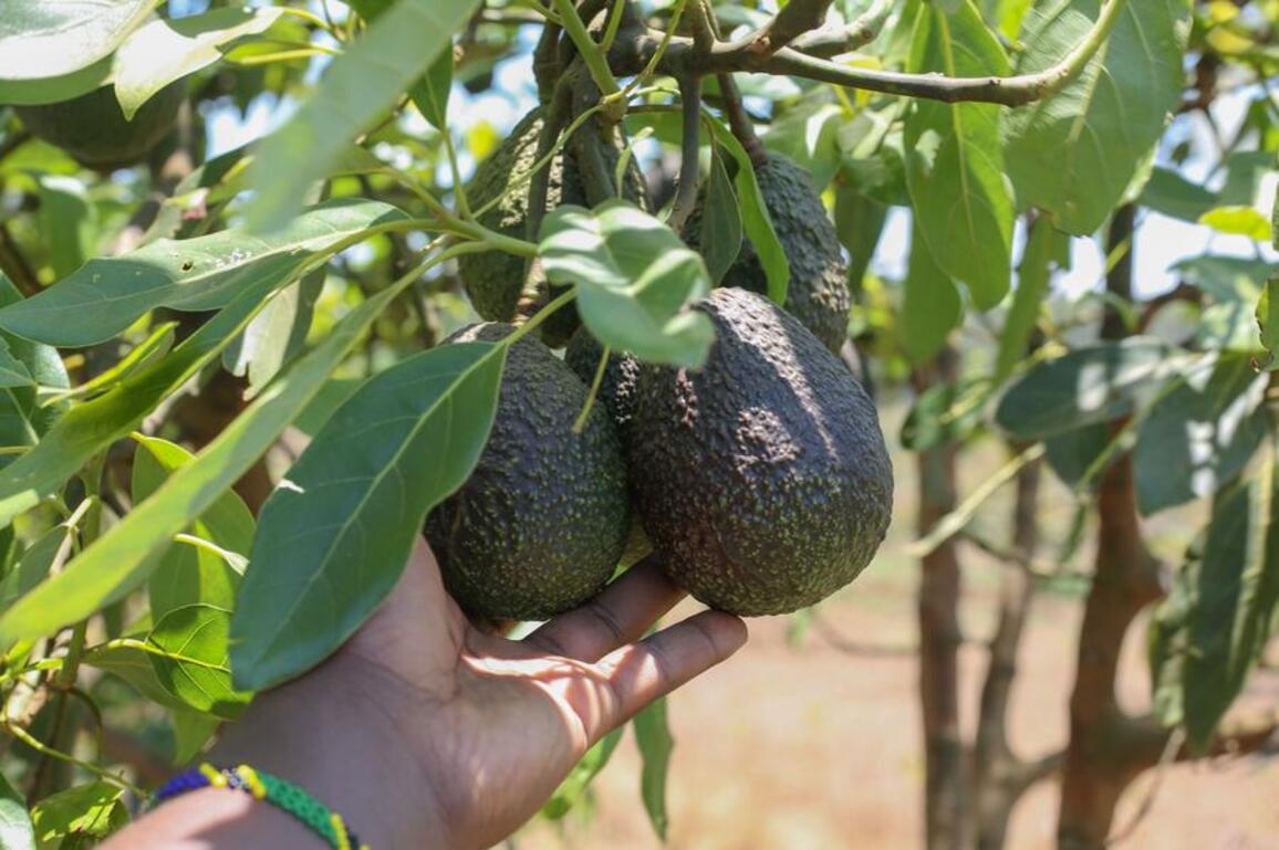 (Hello Africa) Hope, friendship, and beyond -- Tanzanian "green gold" to debut at China's import expo