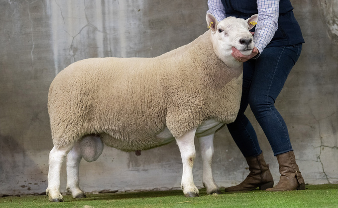 Dalrachie Eye Candy from Alan and Sarah-Jane Forbes, Ballindalloch, which sold for £18,000.
