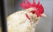 Market access for poultry products hatched