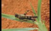  Parts of South Australia may be subject to locust activity. Image courtesy DPIRD.