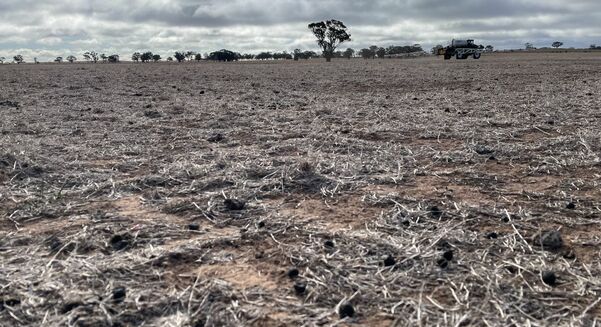 Rainfall last month was appreciated but many south-eastern regions of Australia will still struggle to reach average crop yields.  