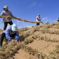 China completes barrier belt to prevent eastward expansion of its fourth-largest desert