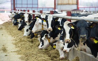 New data shows the benefits of reducing stress at drying off