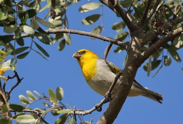 21 species of birds on endangered species list are now extinct