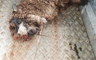 Farmer gives up breeding business after dog owner receives £75 fine for livestock worrying attack