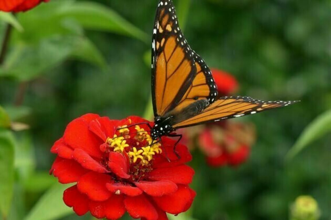 Today more than ever, biodiversity needs single-species conservation