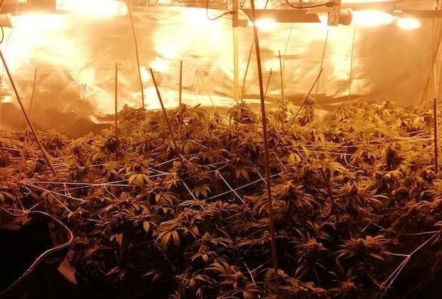 Garda seize cannabis plants and herb valued at 398,400 euro