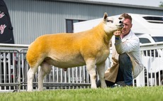 Texel tup tops Staffordshire sheep line-up