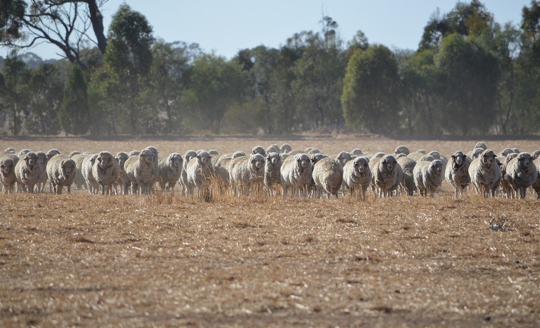The Agriculture Committee has recommended the Government proceed with its bill to end live sheep exports by sea. Credit: Mark Saunders.