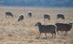  MLA says the sheep meat industry is set for another bumper year. Picture Mark Saunders.