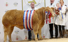 Charolais heifer wins commercial beef supreme at Royal Ulster Agricultural Society showcase