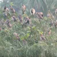 Large flocks of migratory Rosy Starling birds seen in Tamil Nadu