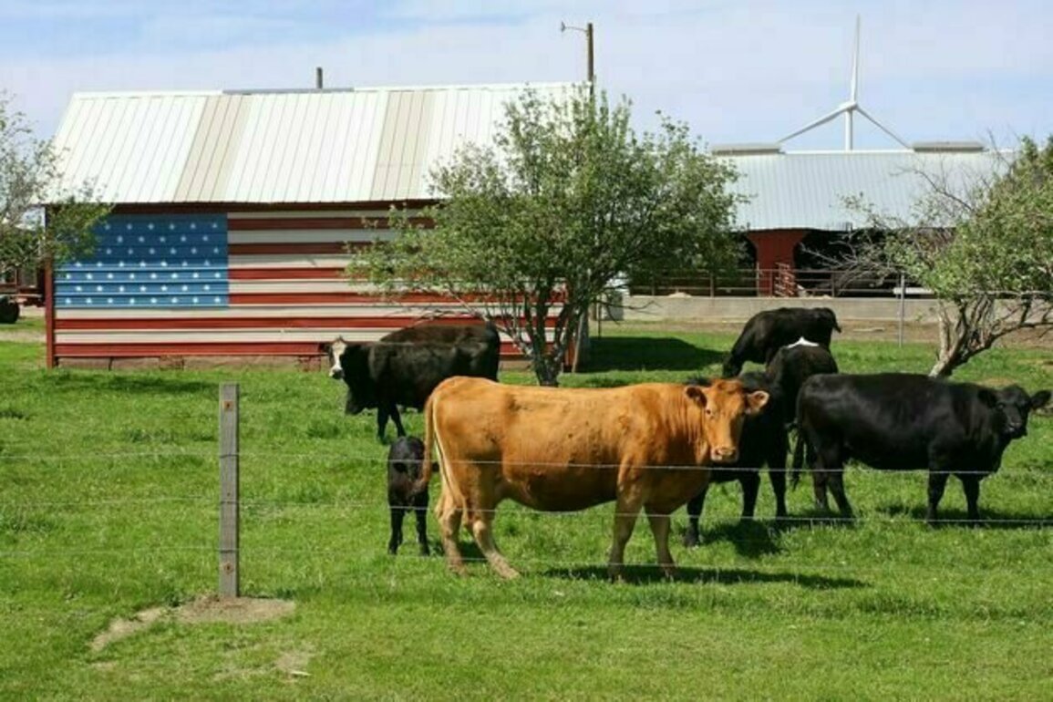 Australia says US beef will soon be welcome here again. It's unlikely we'll buy much of it