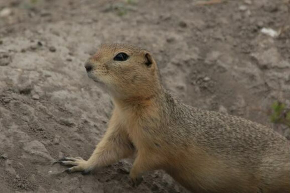 Winnipeg's ground squirrels get new lease on life- Sulfur gas ruled out as control measure