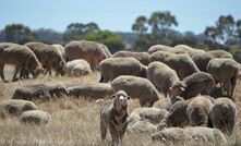 WAMMCO receives $12m loan to boost its sheep and lamb processing capacity.