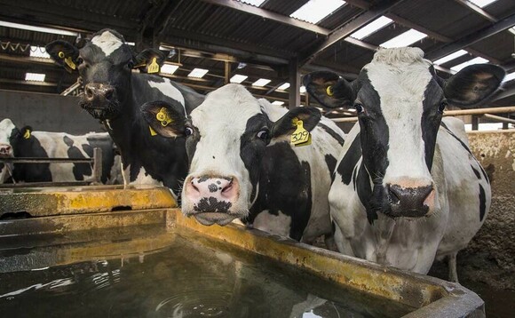 Water quality and quantity key to cow health