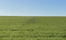  WA grain crops are generally in good shape. Picture Mark Saunders.