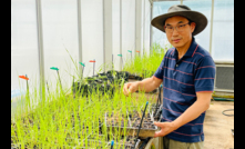  NSW Department of Primary Industries principal research scientist, Dr Hanwen Wu, is offering free herbicide resistance testing of feathertop Rhodes grass.  Image courtesy  NSW DPI.