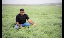 Professor Rajeev Varshney inspecting chickpea field.