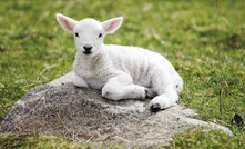  Not Lamb Creek, just a little lamb.