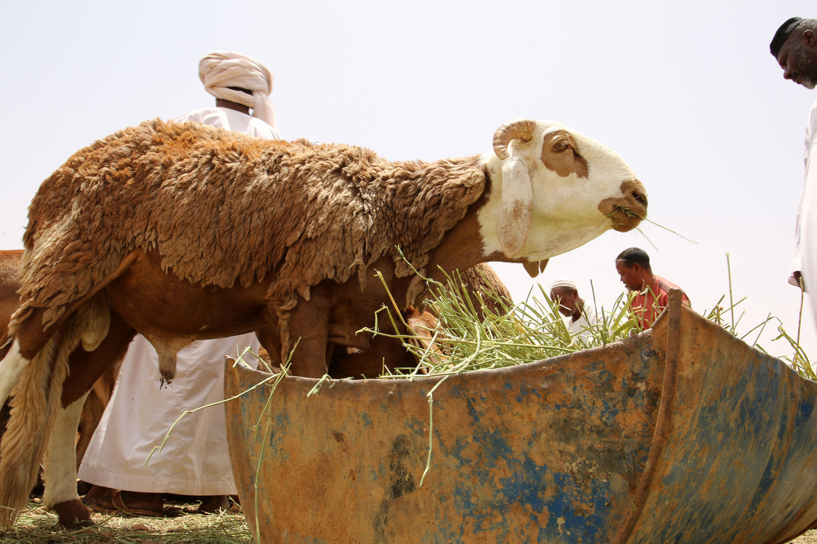 SUDAN-KHARTOUM-EID AL-ADHA-SHEEP PRICE-RISE