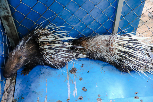 CAMBODIA-SIEM REAP-WILD PORCUPINES-RELEASE