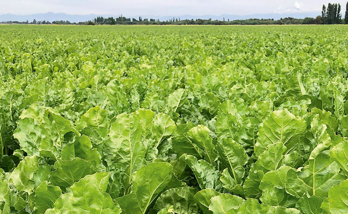 Discovering genetic drought tolerance in sugar beet