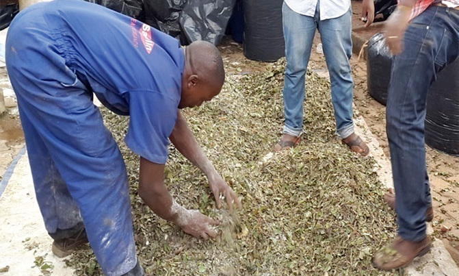 Converting sweet potato garbage into high quality livestock feed Converting sweet potato garbage into high quality livestock feed