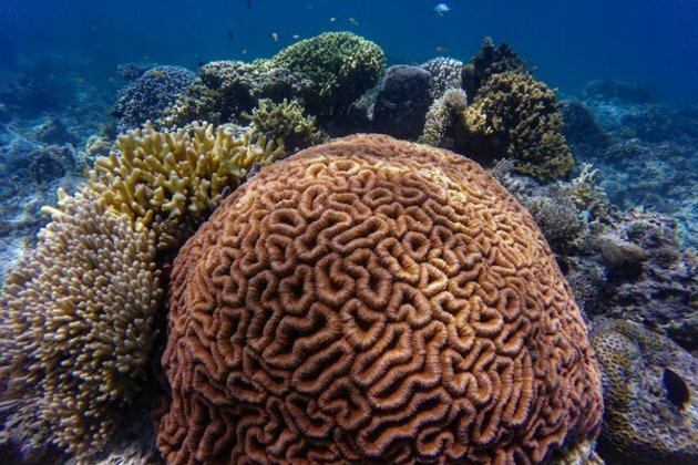 Heat-tolerant coral may trade fast development for resilience: Study