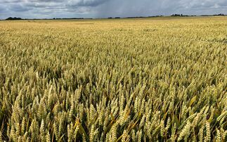 Supply chain fairness review announced for combinable crops sector