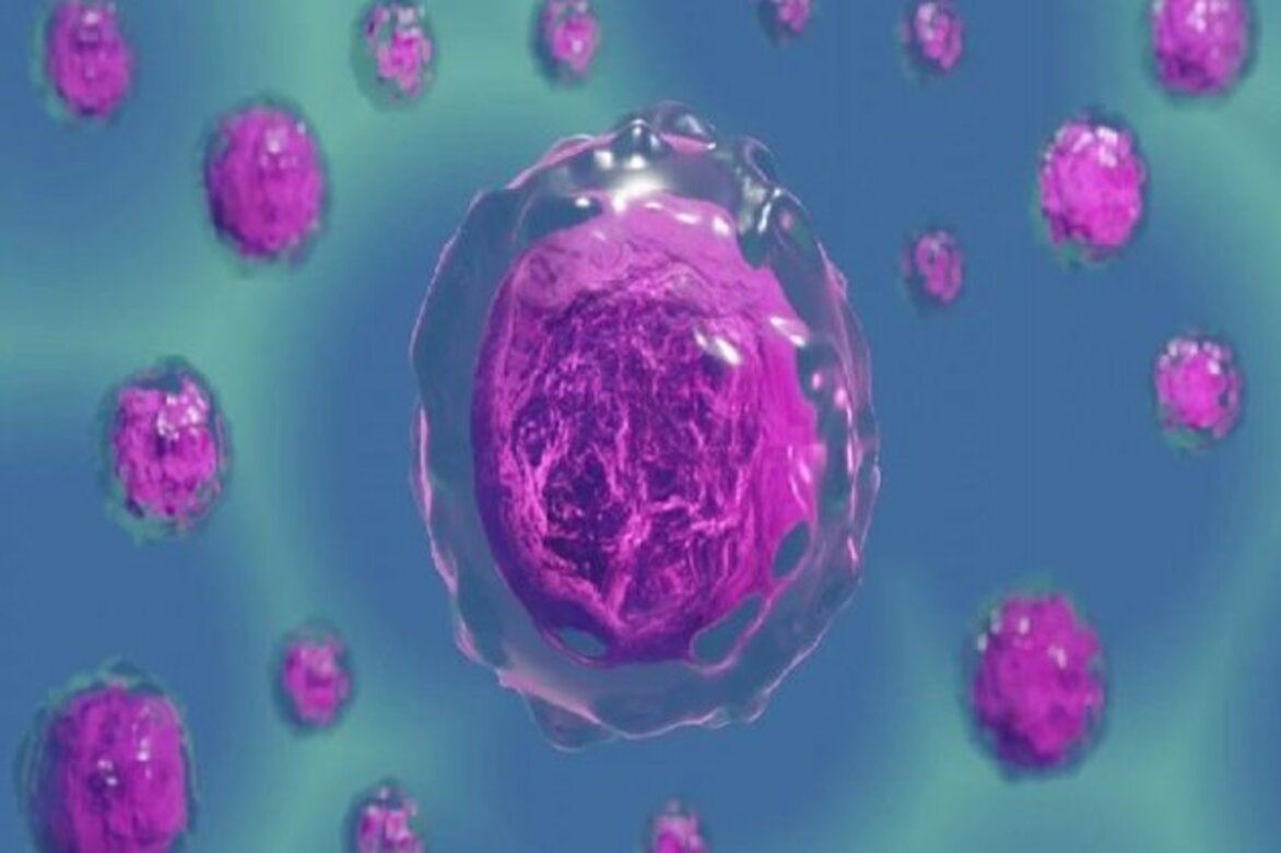 Food science explains inner workings of cell compartments