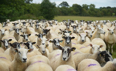 Black market meat warning as thieves steal livestock worth £3m