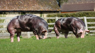 Pietrain pigs for sale create opportunity for business expansion/ available at LIVESTOCK FOR SALE USA