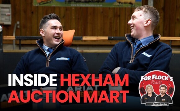 Inside Hexham Auction Mart with Drew Patrick and Harrison Collingwood | For Flock's Sake Ep2
