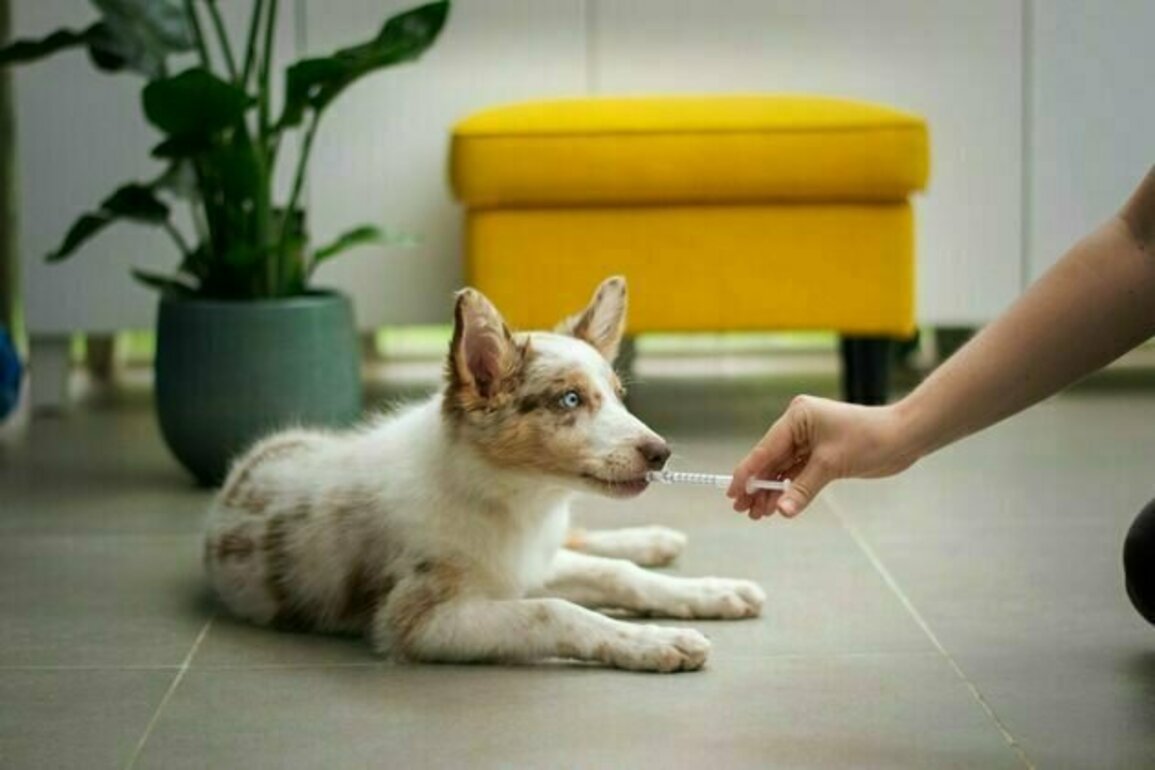 Yes, vets sometimes prescribe human drugs to pets. But don't try it at home