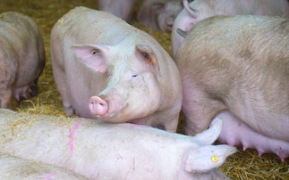 Shares in Cranswick drop after alleged pig abuse footage