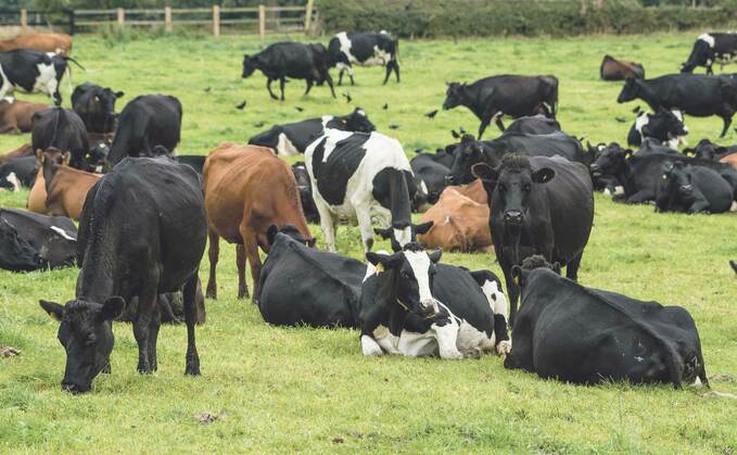 The non-negotiables for good fertility in block calving herds
