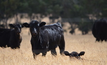 The outlook for Aussie beef exports is a little rocky this year, according to a new report from Rabobank.