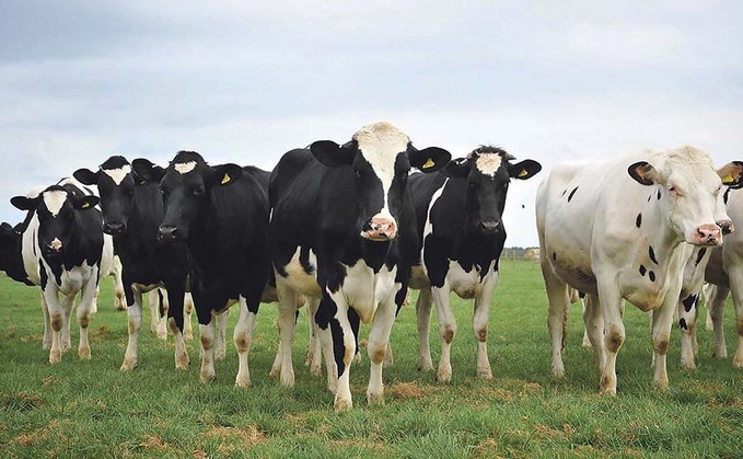 New entrants top Holstein bull rankings